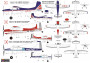 1:72 Cessna C-180 Skywagon