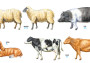 1:35 Livestock Set II